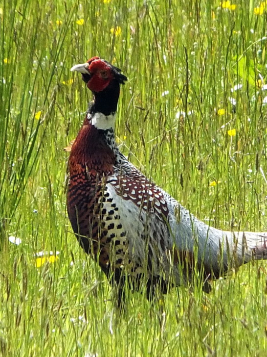 Pheasant, Ardmaddy Castle and Gardens, an attractive mansion on a rock in a beautiful spot with the fantastic walled garden, water garden and wooded grounds, near Oban in Argyll.