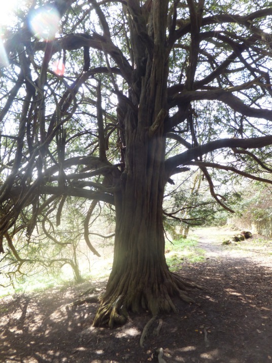 Magnificent yew tree, Roslin Castle, an impressive, partly ruinous old stronghold on a rock above the River Esk, long held by the Sinlcairs and near the beautiful and intricately carved Rosslyn Chapel