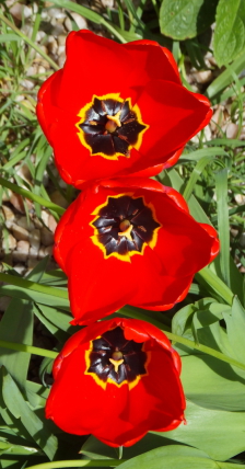 Spring is here, Red tulips from Cockenzie House